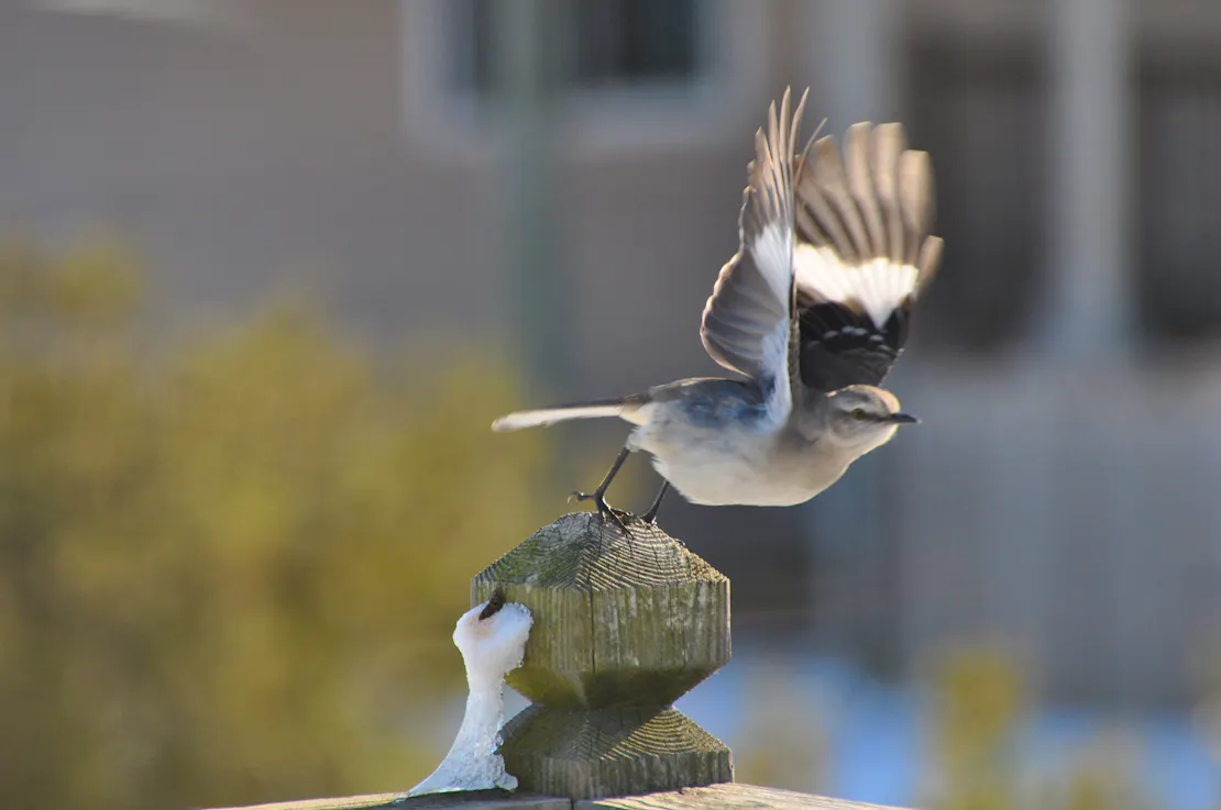 Mockingbird (light gray with white) taking off from fence post