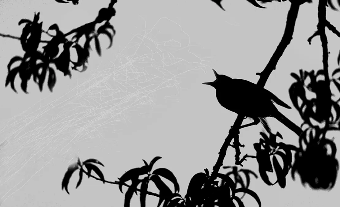 Silhouette of Robin calling from branch