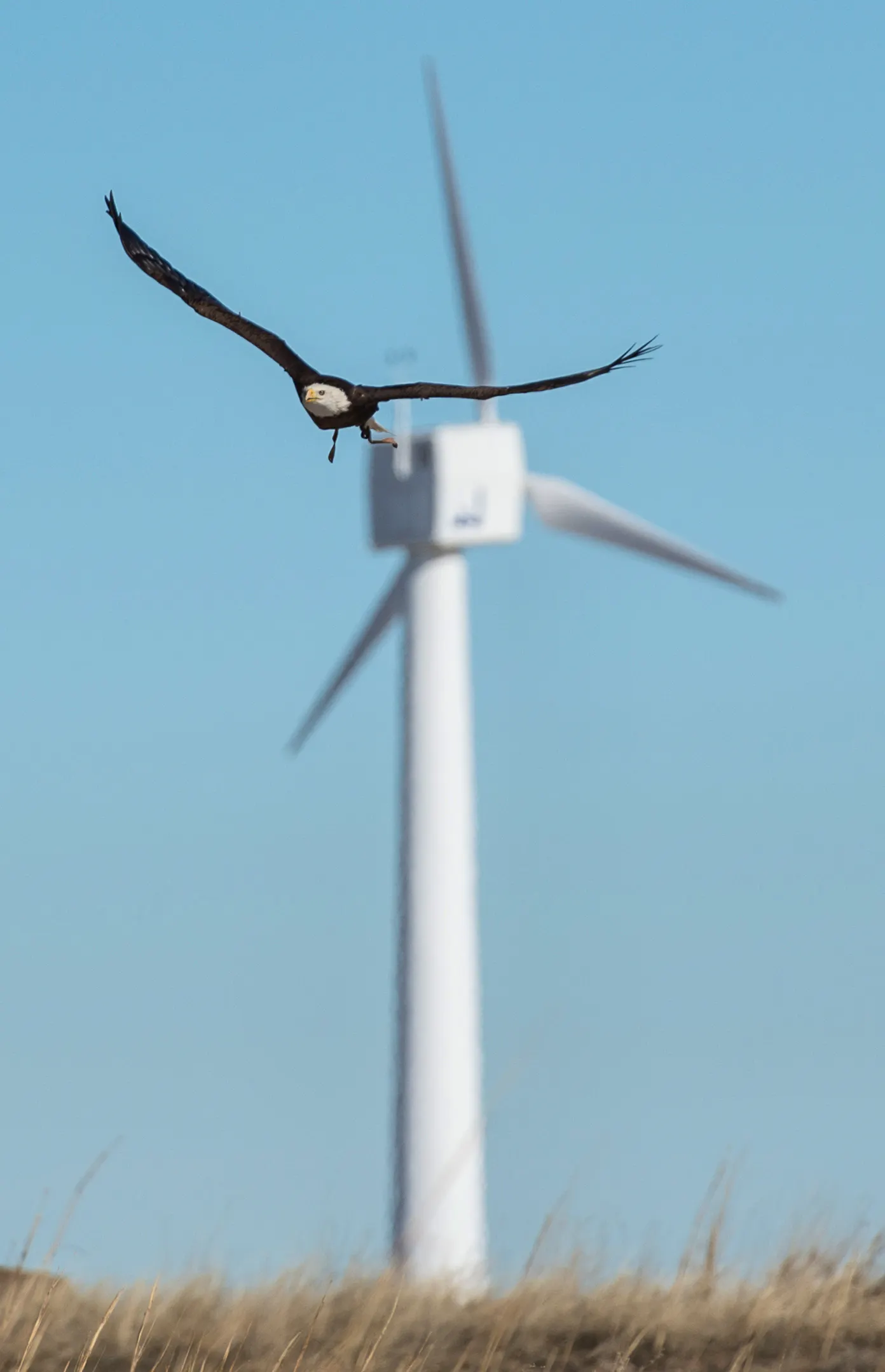 Eagle  and Wind Turbine