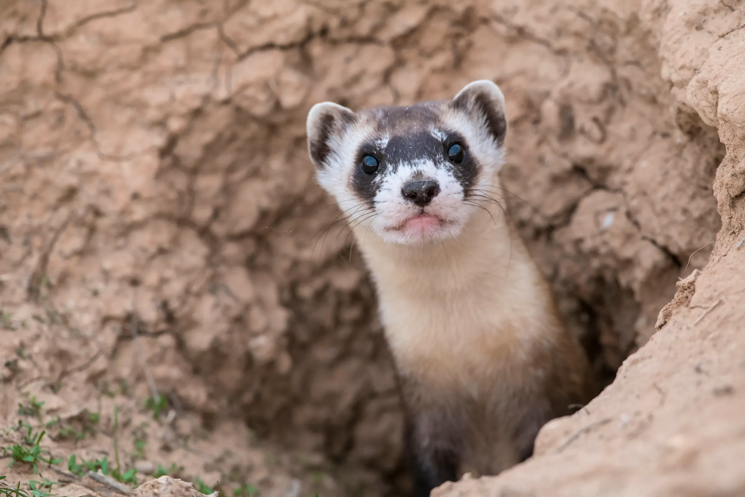Black-footed ferret sticking head out of burrow looking towards camera