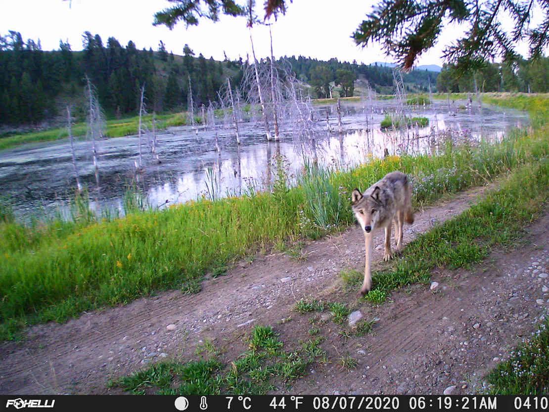 A wolf is captured on a trail camera walking along a muddy path 