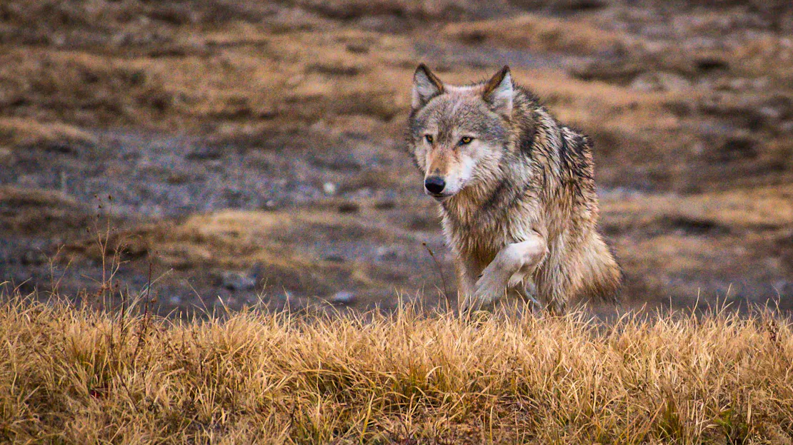 Wolf from Wapiti Pack walks through Hayden Valley
