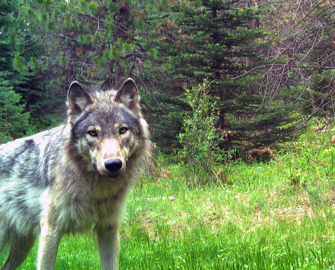 A gray wolf stand and peers at the remote camera. The grass is green and there is a forest of pines behind the wolf.