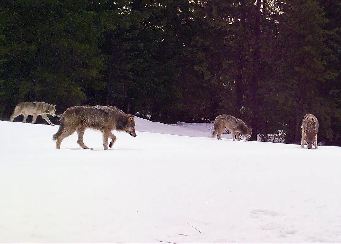 Four wolves walk on the snow along a pine forest in Oregon.