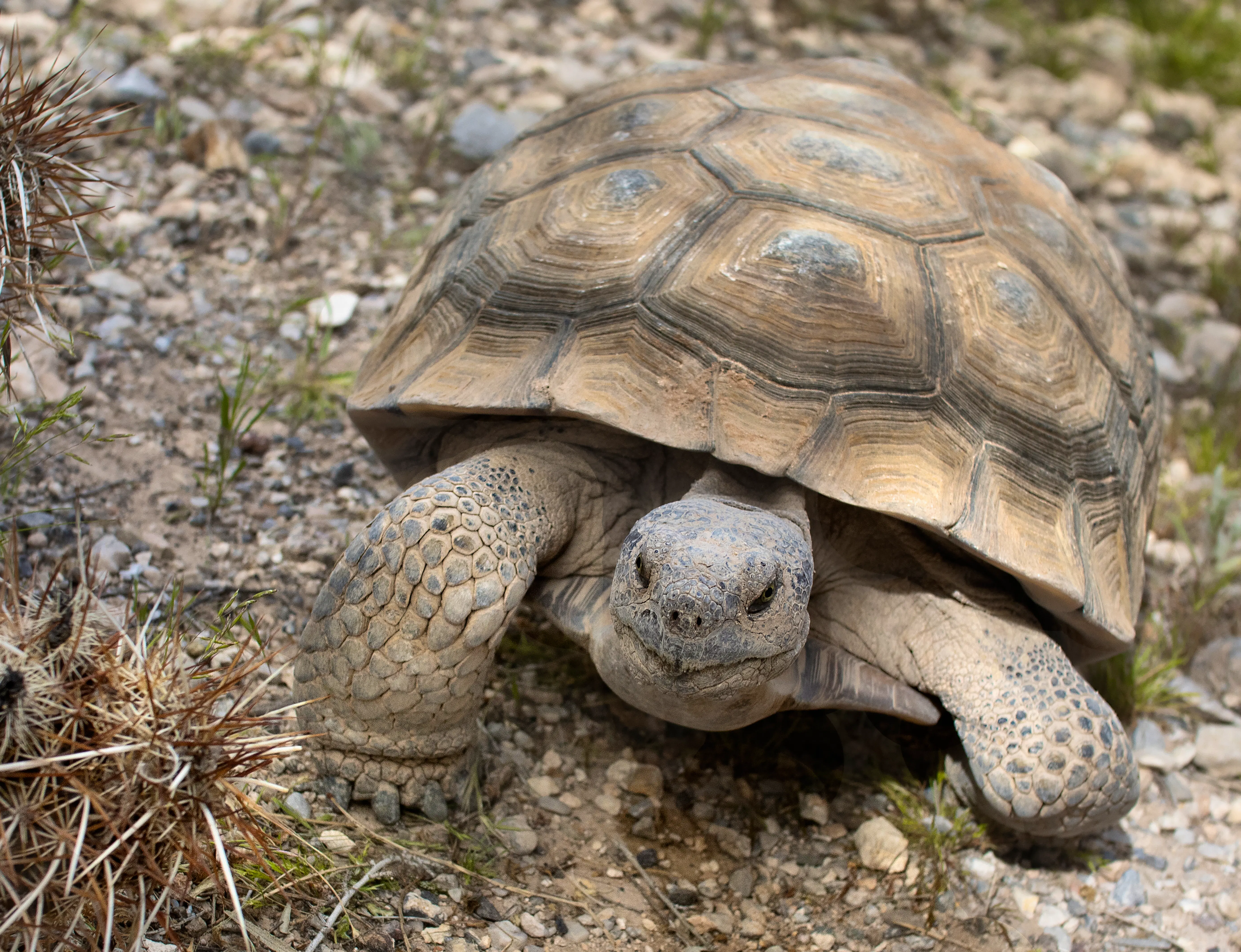 Desert tortoise - Mojave Desert - Red Rock Canyon