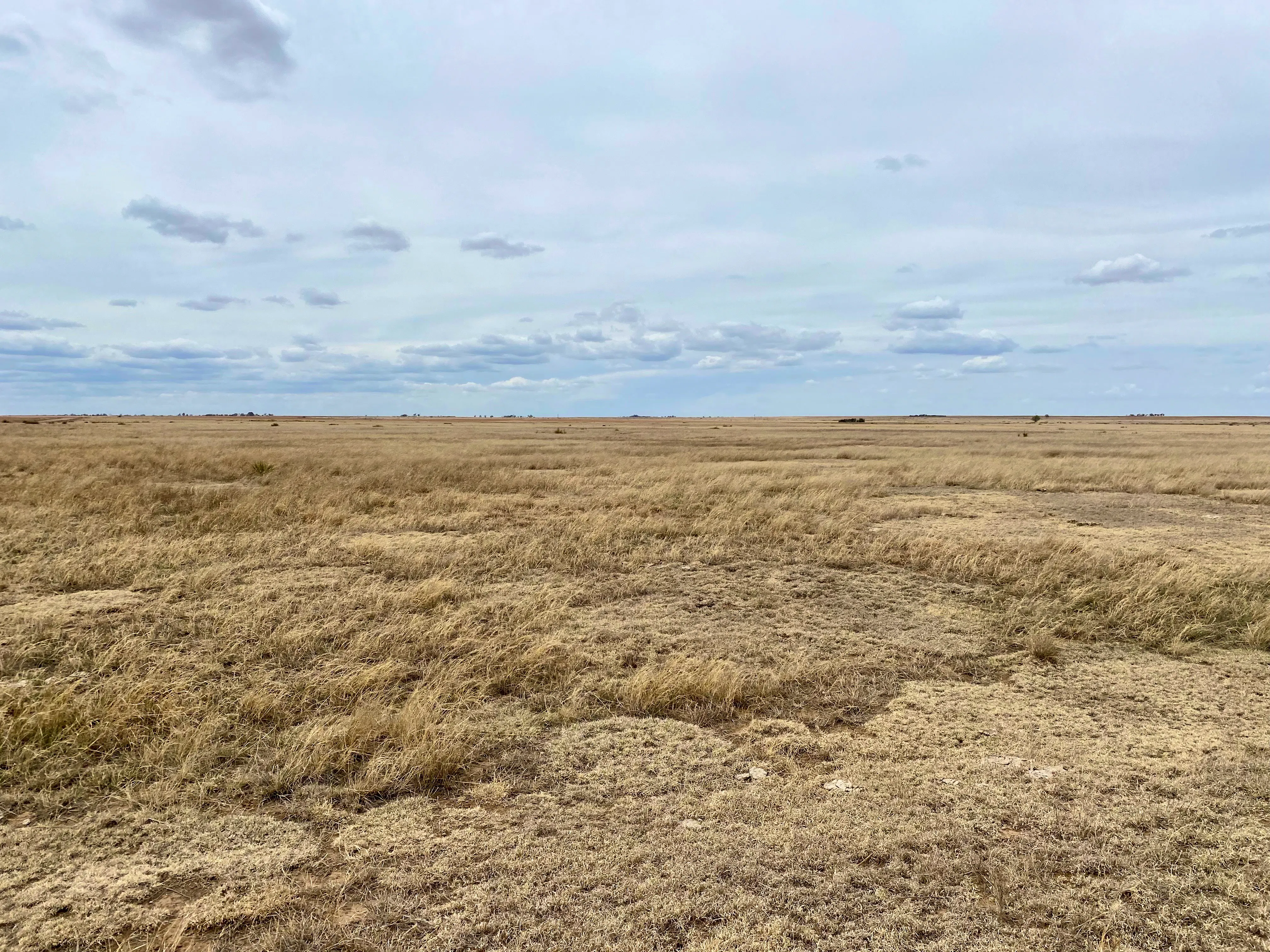 A prairie grassland. Comanche National Grasslands (left side of fence) vs CRP land (right side of fence)