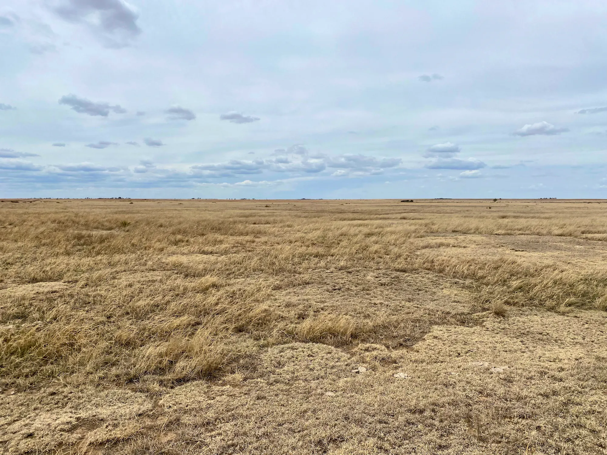 Where Species Shape the Landscape: The Comanche National Grasslands