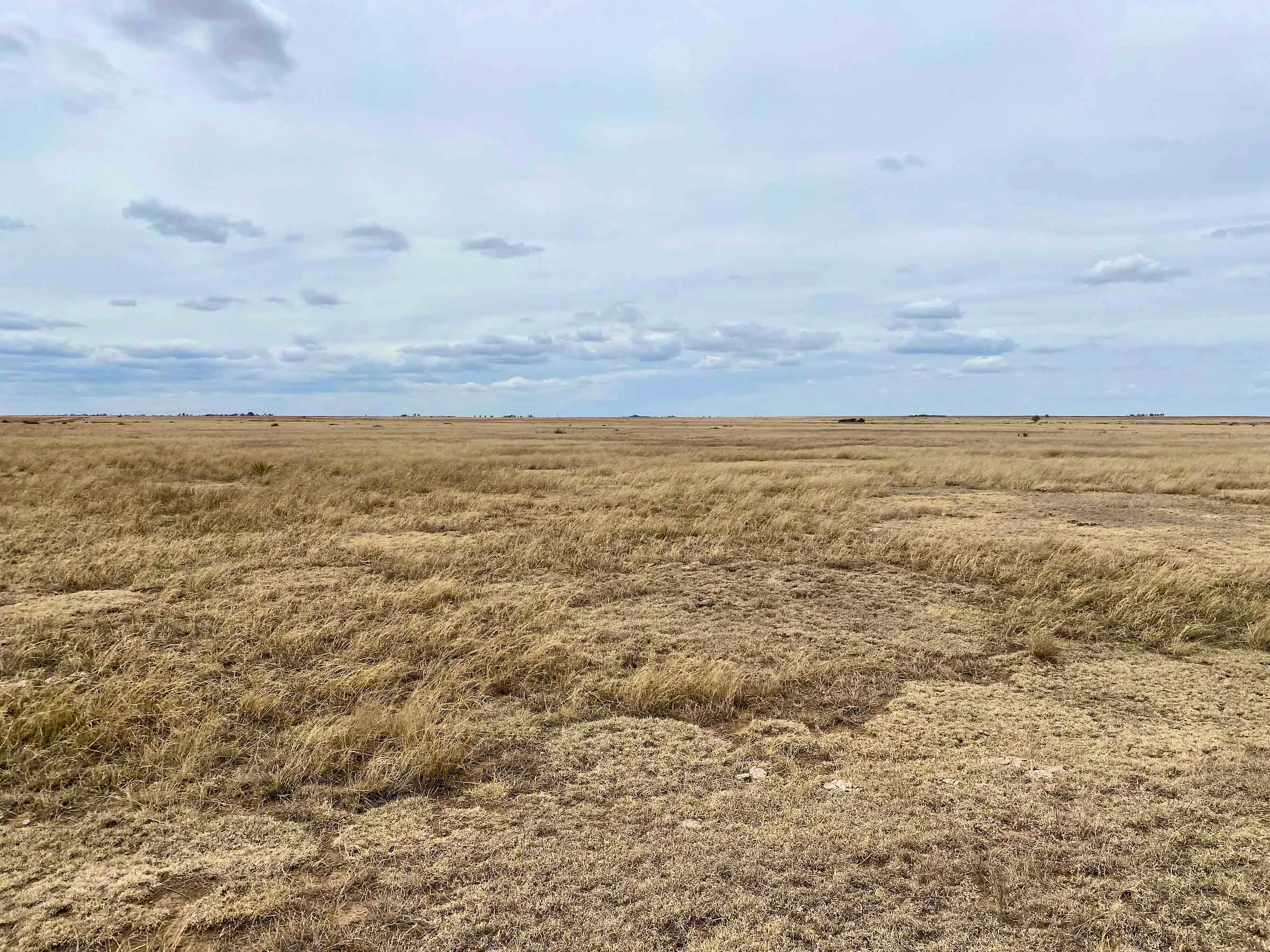 A prairie grassland. Comanche National Grasslands (left side of fence) vs CRP land (right side of fence)