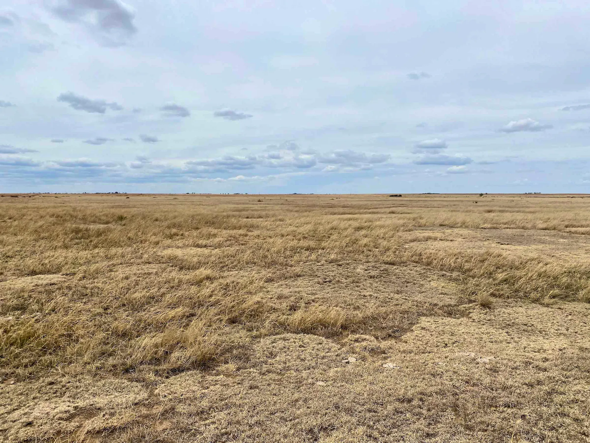 A prairie grassland. Comanche National Grasslands (left side of fence) vs CRP land (right side of fence)