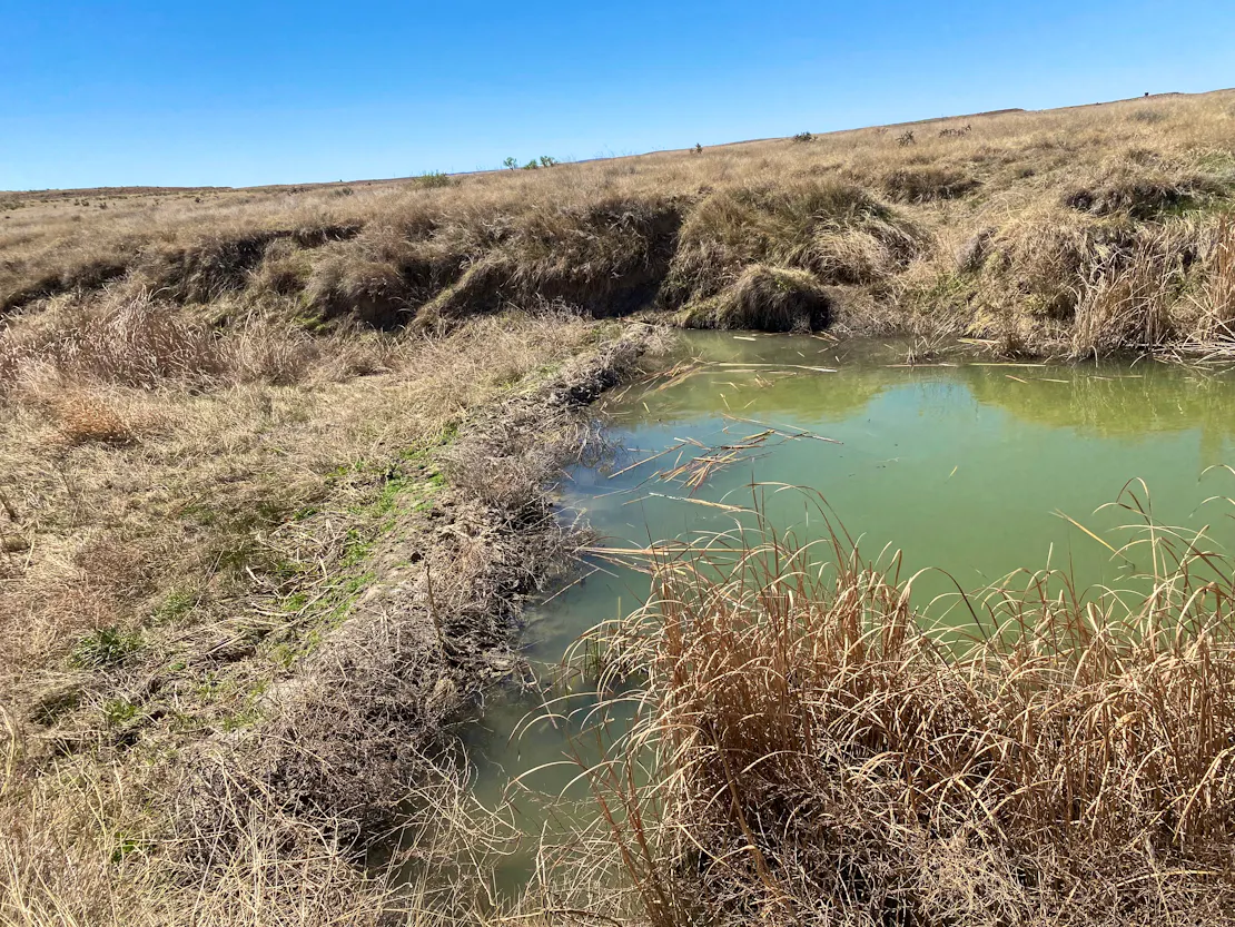 A beaver dam
