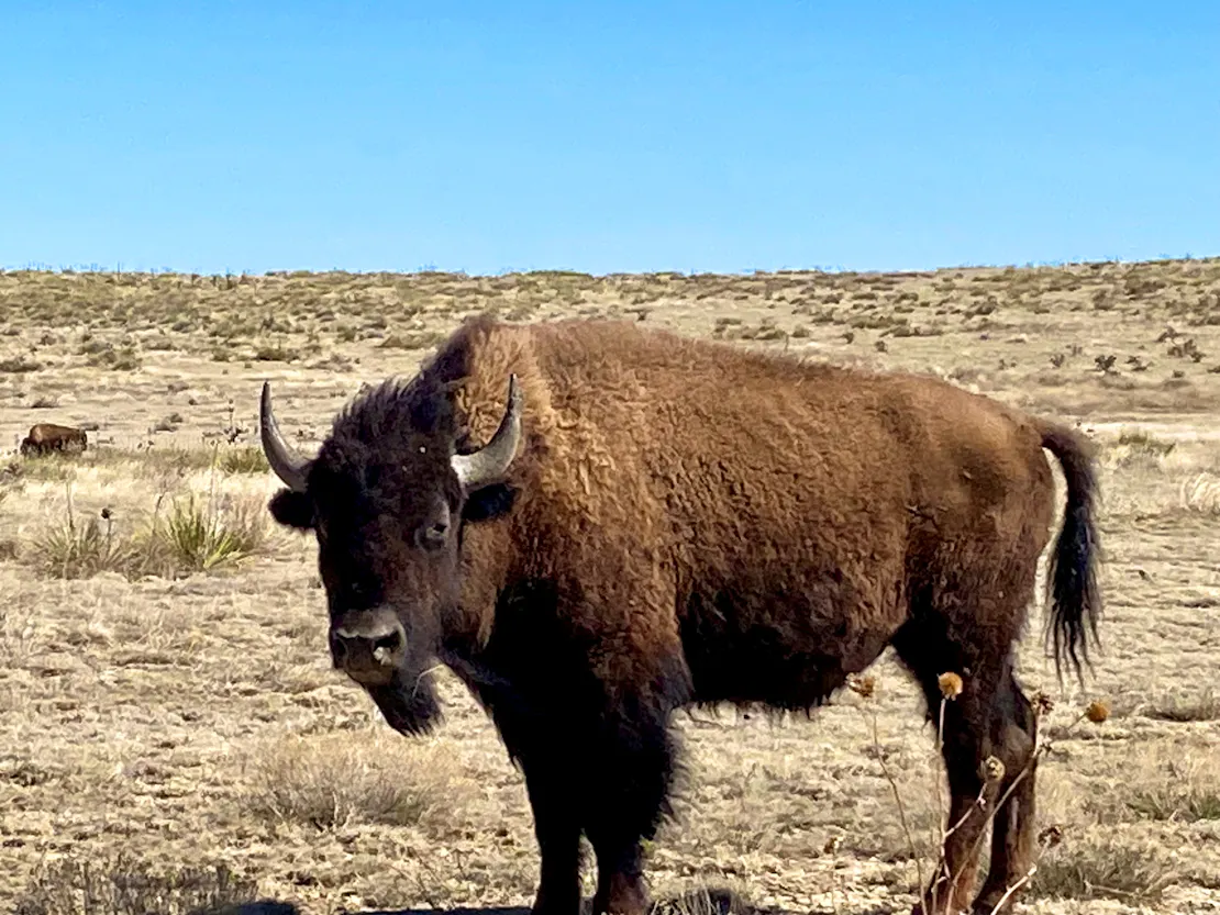 A bison standing in a prairie.