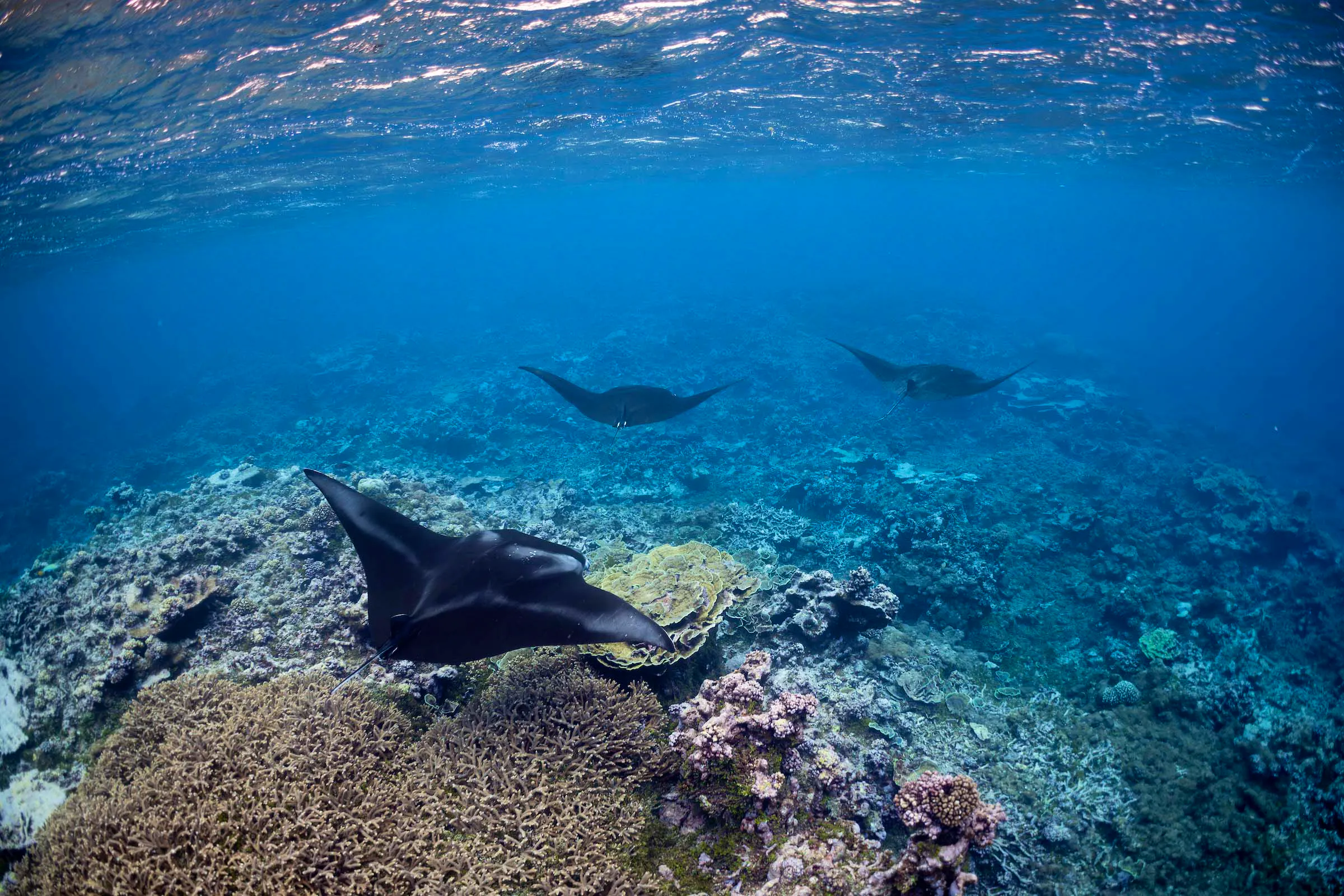 manta rays swimming in the shallow ocean with coral