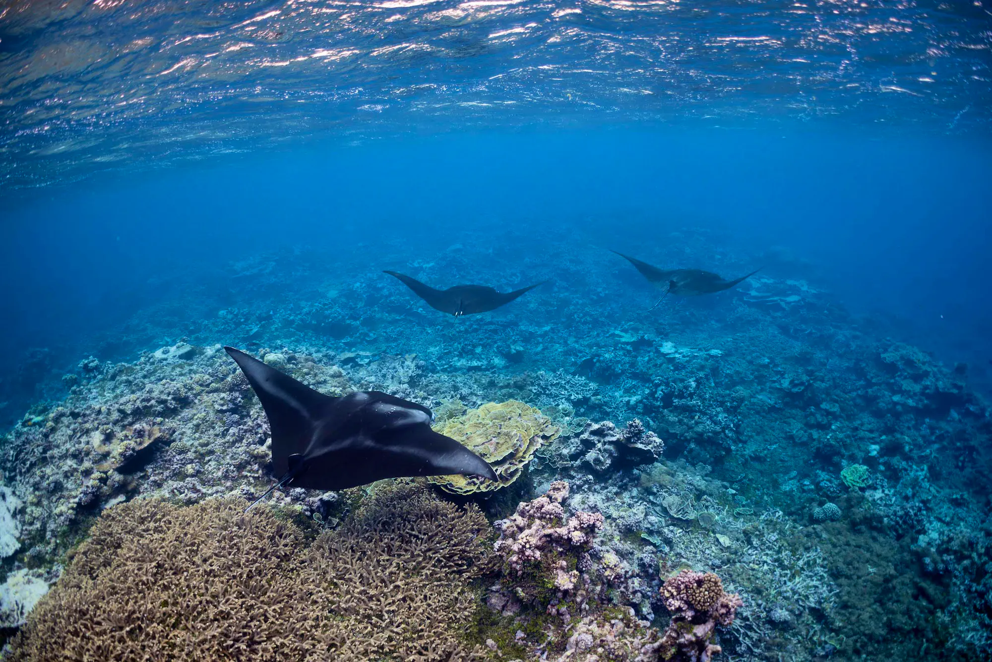 Defenders of Wildlife Applauds Florida Fish and Wildlife Conservation Commission for Tightening Protections for Listed Species
