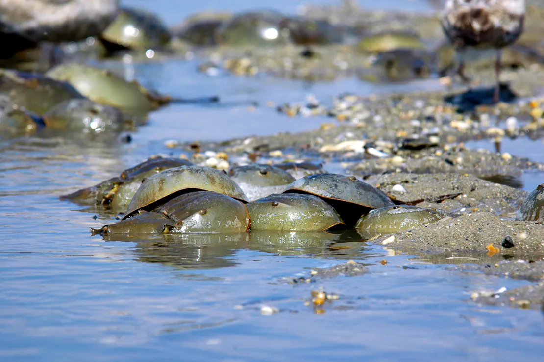 Horseshoe Crabs in shallow water