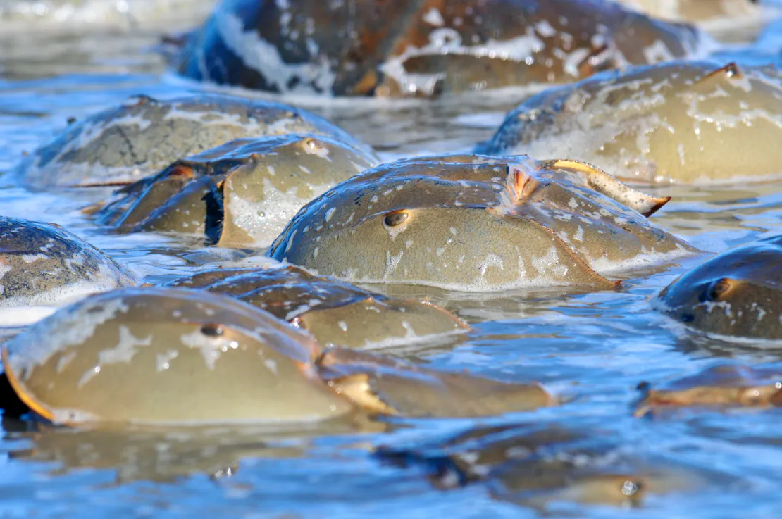 Horseshoe crab close up.