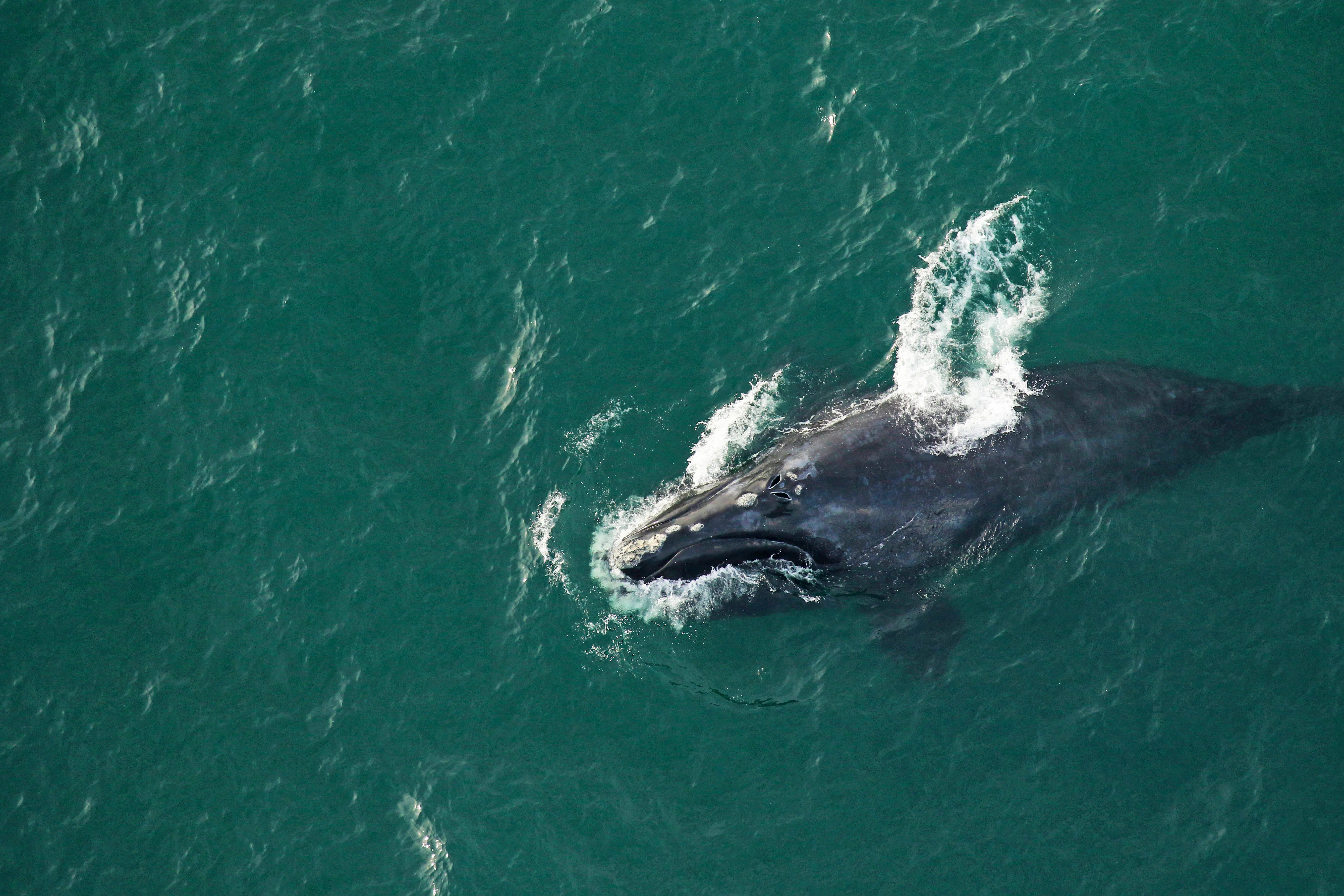 Right whale Catalog #3714 ‘Sawtooth' surfaces for a quick breath while traveling. 