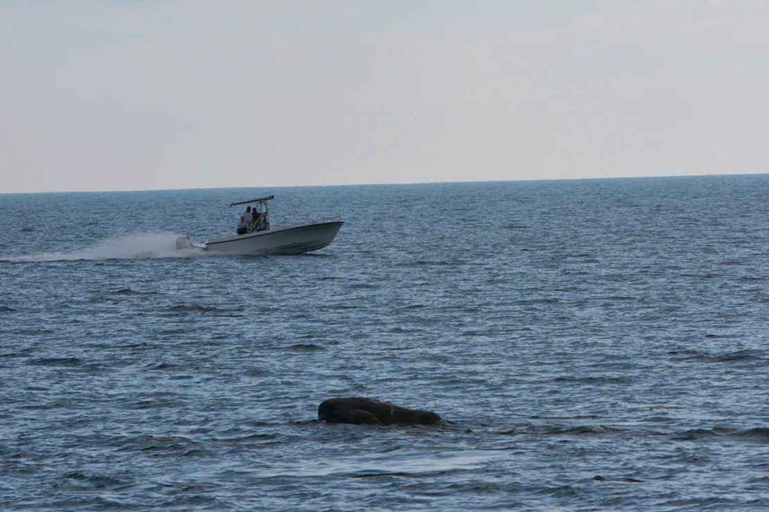 A North Atlantic right whale surfaces in the foreground and a boat skims the water in the background.