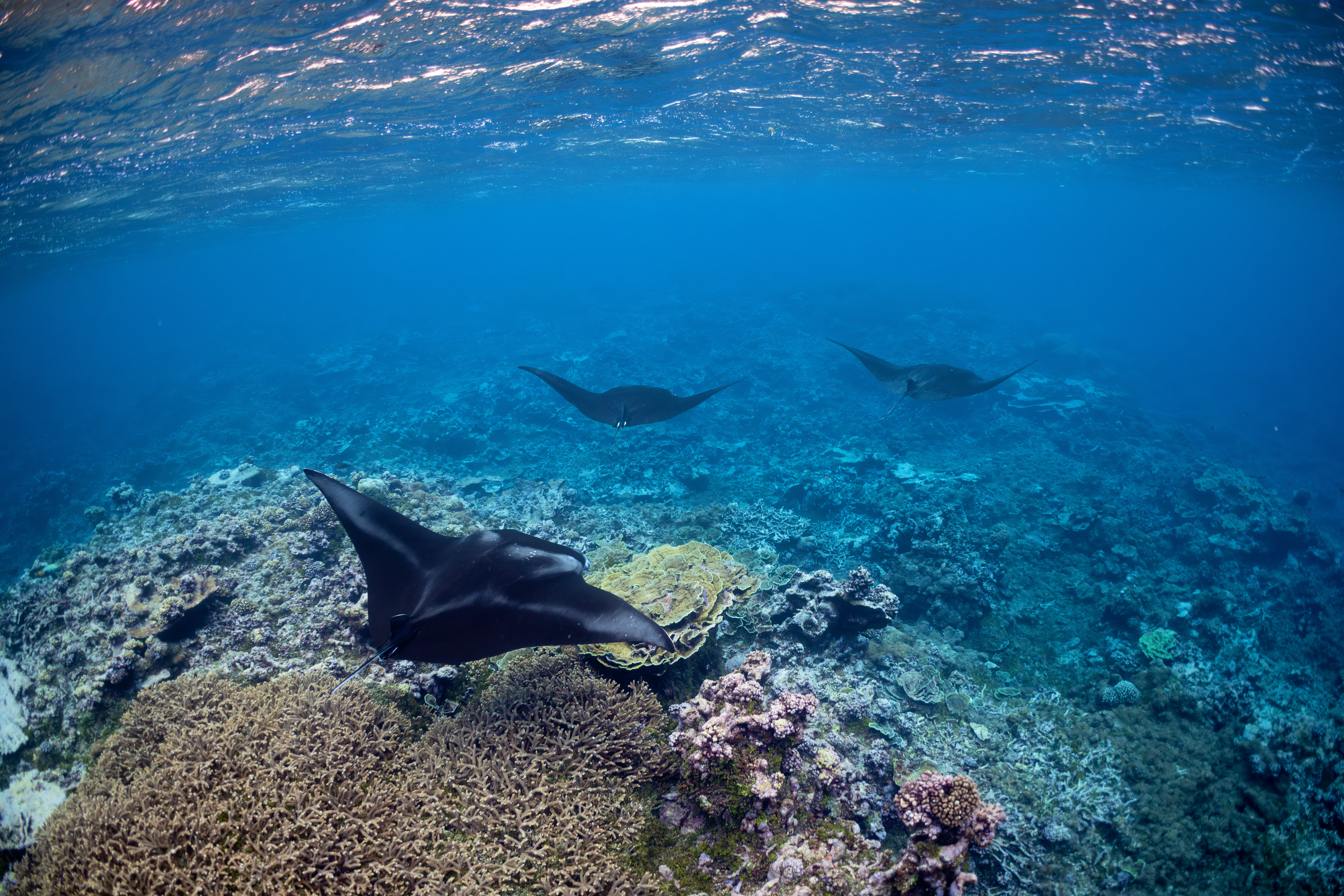 swimming manta rays