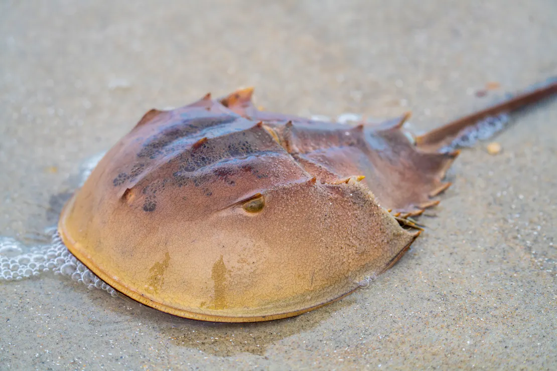 Horseshoe Crab