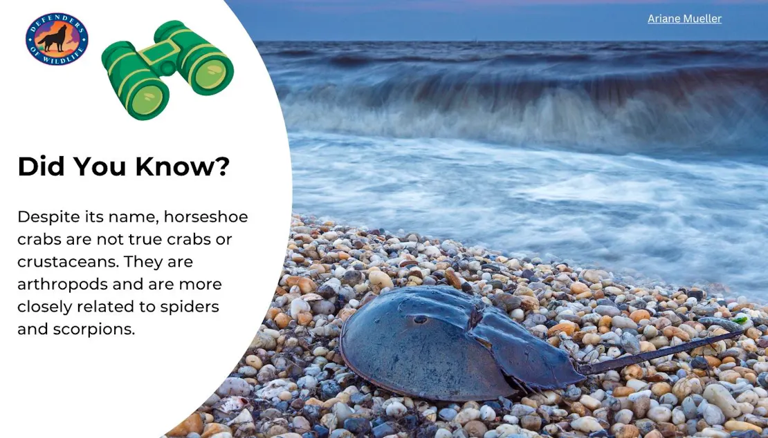 Graphic that shares a fun fact about how horseshoe crabs are actually not crabs. There's a photo of a horseshoe crab on a beach with a wave crashing down in the background.