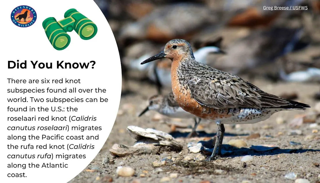 Graphic that shares a fun fact about the different subspecies of Red Knots with a photo of a Rufa Red Knot, which migrate through the U.S.