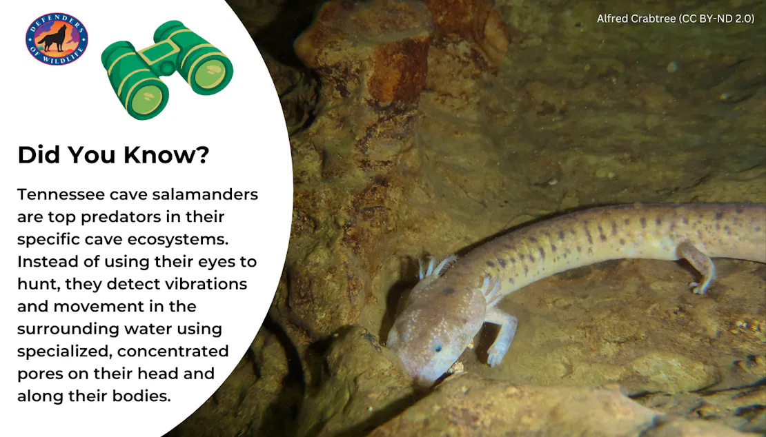 Graphic that shares a fun fact about how Tennessee cave salamanders hunt (detecting vibrations and movement with pores on their head and along their bodies).