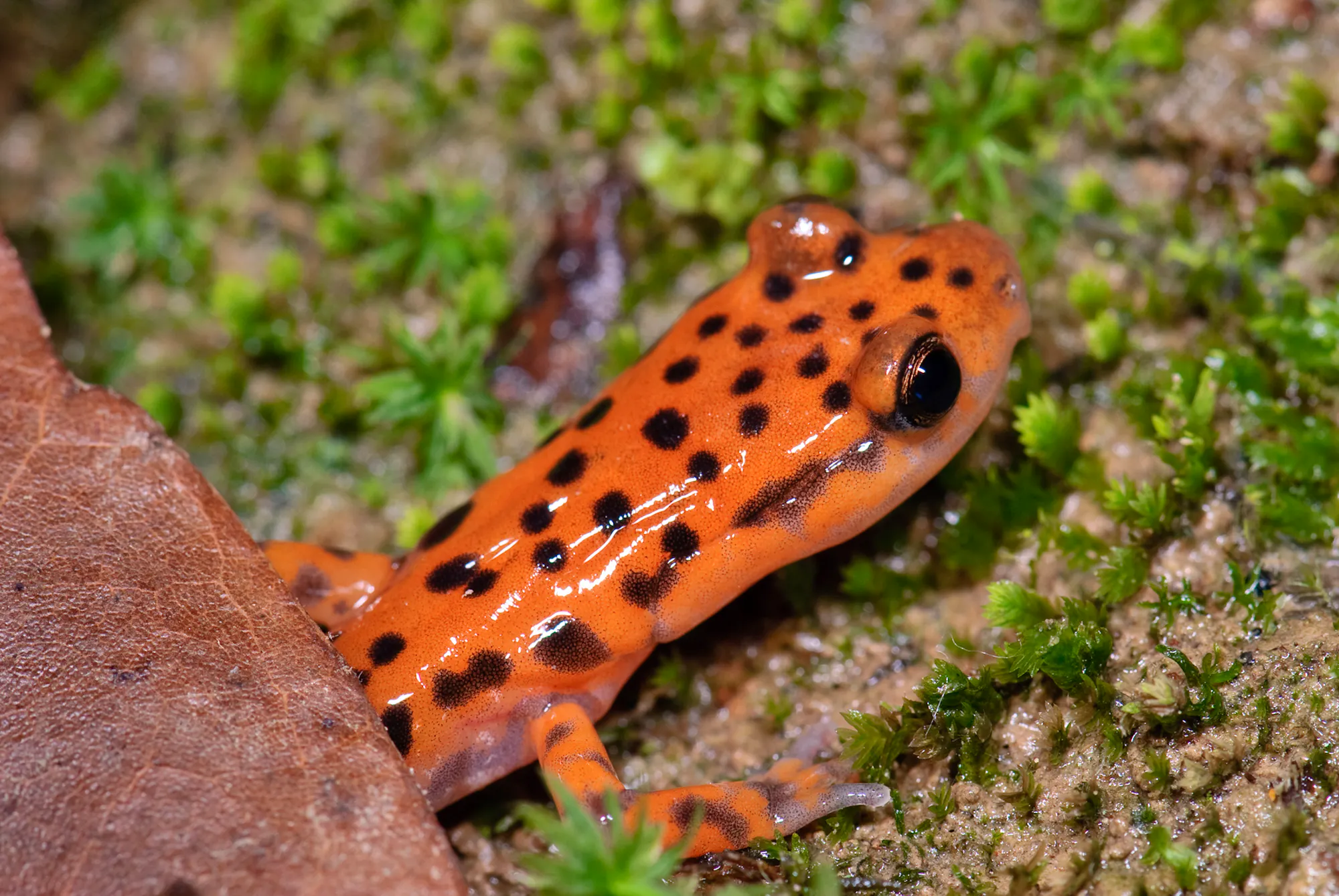 A bright orange salamander with black spots (a cave salamander) pokes out from under a brown leaf onto the mossy ground.