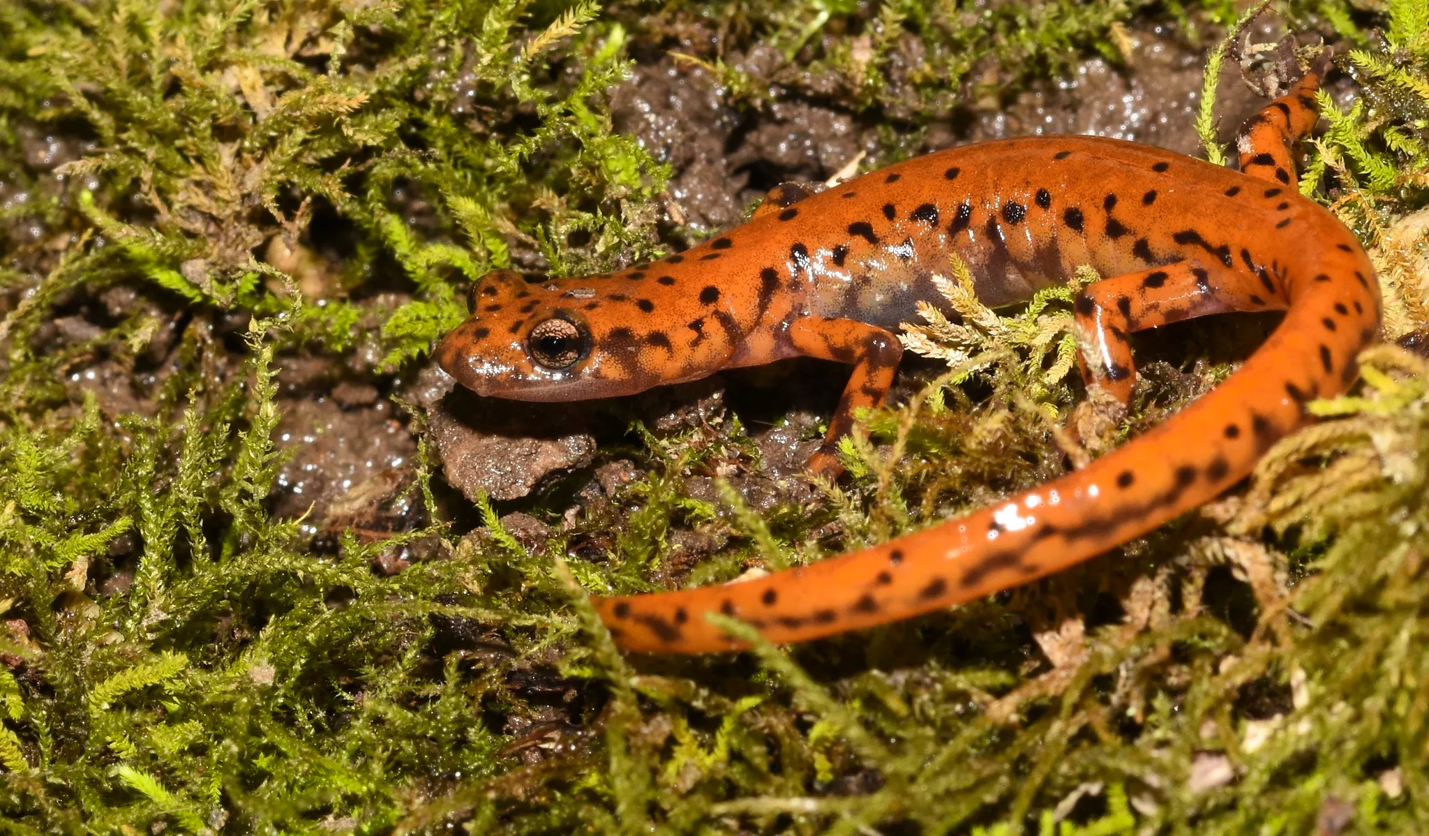 A cave salamander (orange with black spots) on moss.