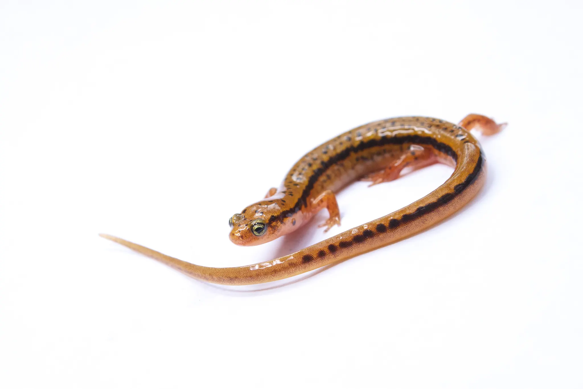 A Blue Ridge Two-lined salamander, which is yellow-tan with a black line running from its eye down its tail, on a white background.