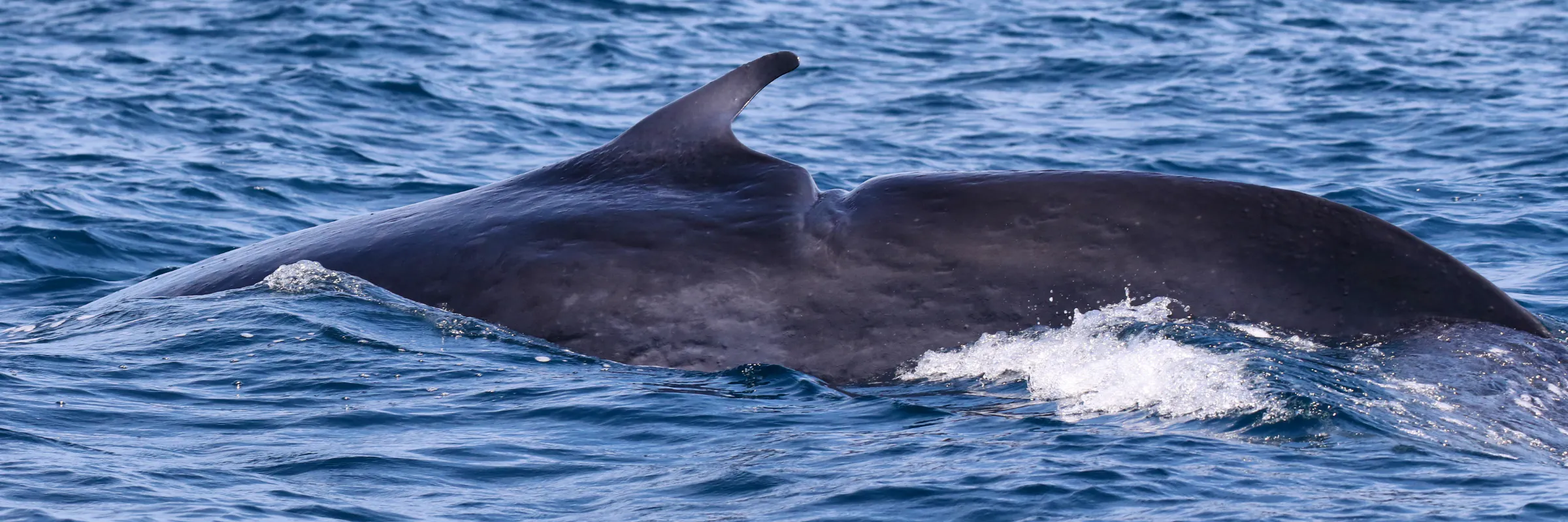 Rice's Whale fin