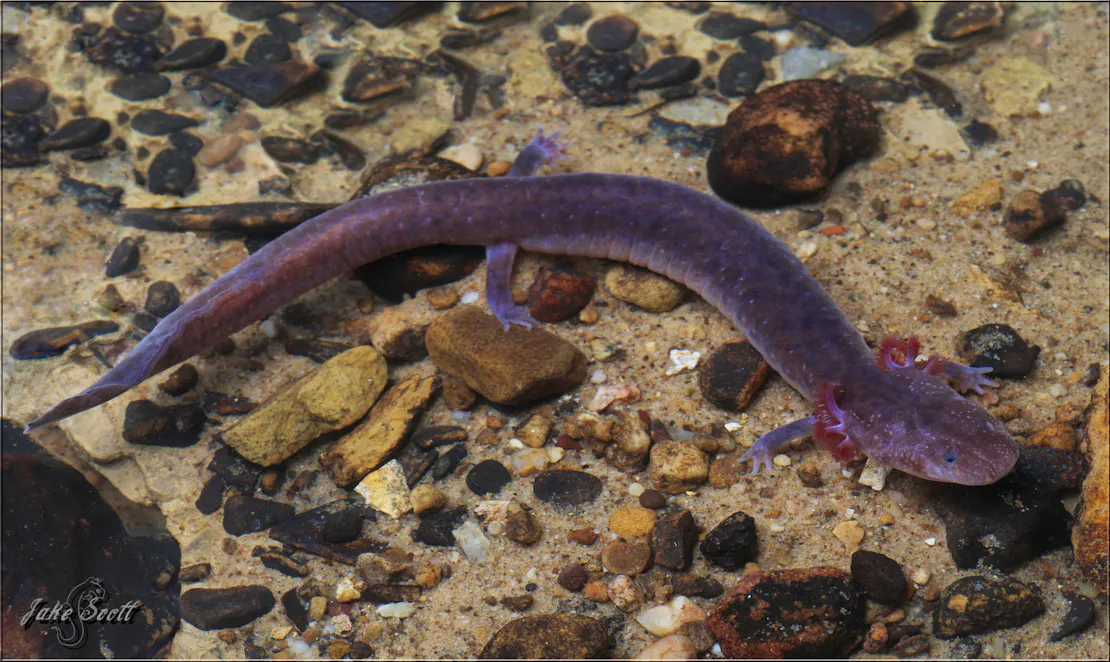 A Big Mouth Cave salamander on sandy ground that's littered with pebbles.