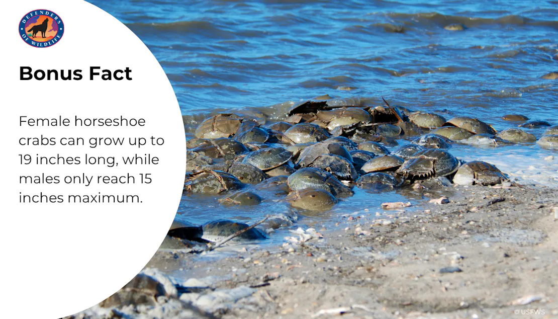 Bonus Fact: Female horseshoe crabs can grow up to 19 inches long, while males only reach 15 inches maximum. 