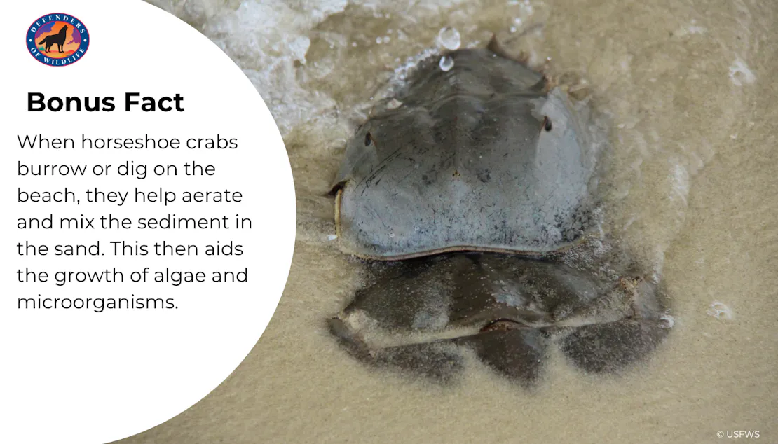 Bonus Fact: When horseshoe crabs burrow or dig on the beach, they help aerate and mix the sediment in the sand. This then aids the growth of algae and microorganisms. 