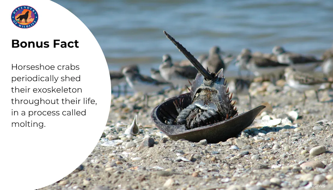 Bonus Fact: Horseshoe crabs periodically shed their exoskeleton throughout their life, in a process called molting. 