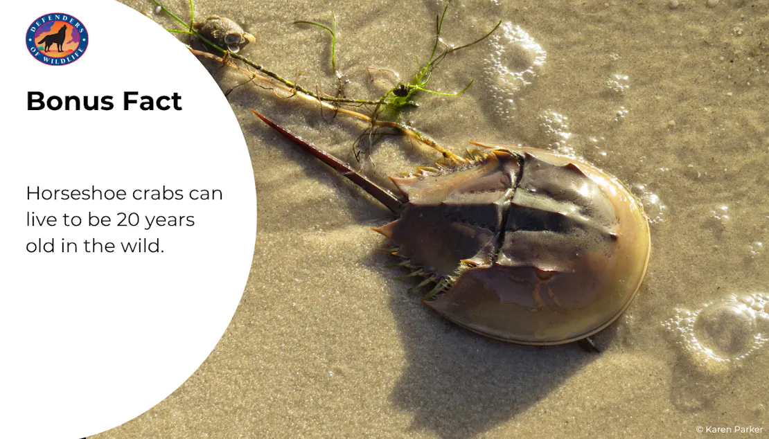 Horseshoe Crab Bonus Fact Graphic: Horseshoe crabs can live to be 20 years old in the wild.