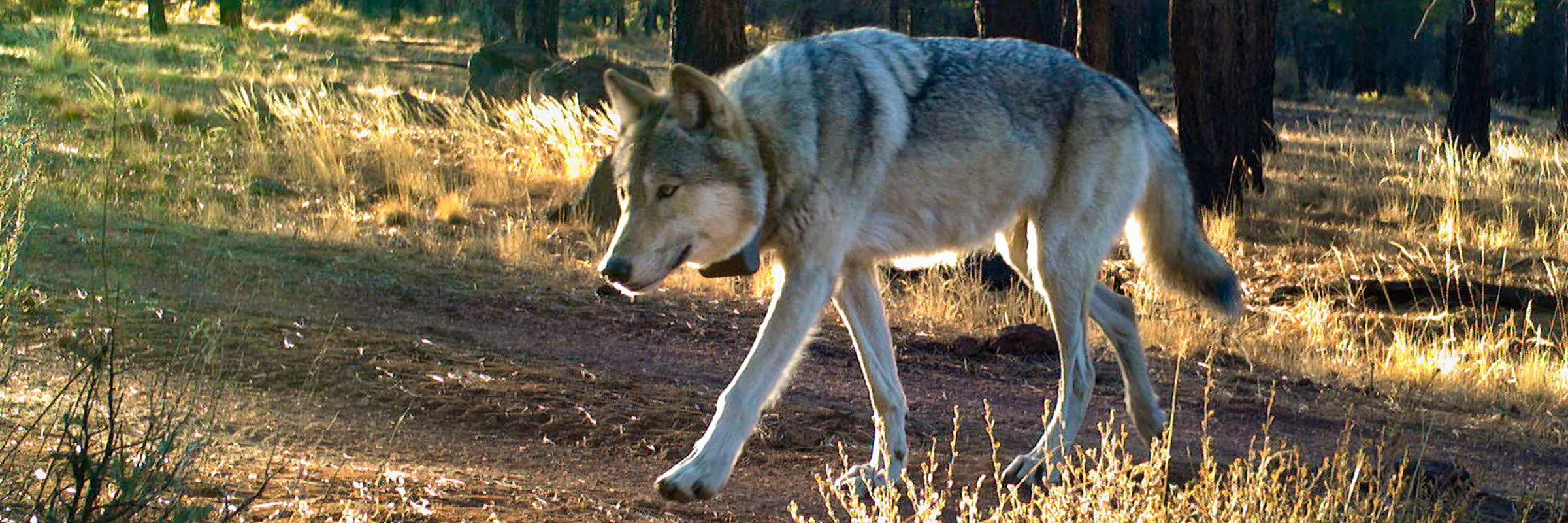 Adult gray wolf from Gearhart Mountain Pack in Oregon walks past a trail camera in the woods.