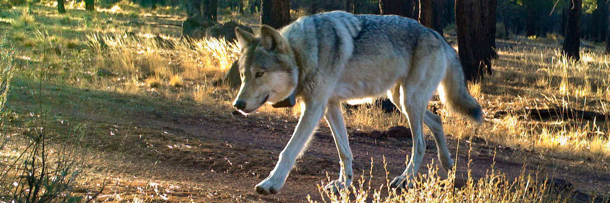 The Present and Future of Wolves in the Northwest