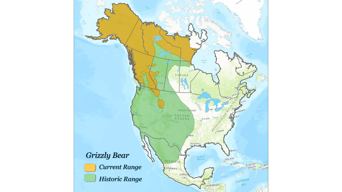 A map of the U.S. and Canada. Areas from Alaska through the most northern and western of Canadian provinces, and two spots in the U.S. are yellow to show where grizzly bears live today. A larger area (not the whole map) around the yellow is green to show the bears' historical range.