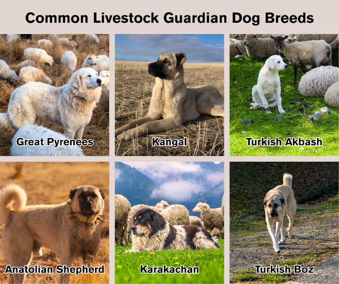 Common Livestock Guardian Dog Breeds in a collage: Great Pyreness, Kangal, Turkish Akbash, Anatonlian Shepherd, Karakachan and Turkish Boz.
