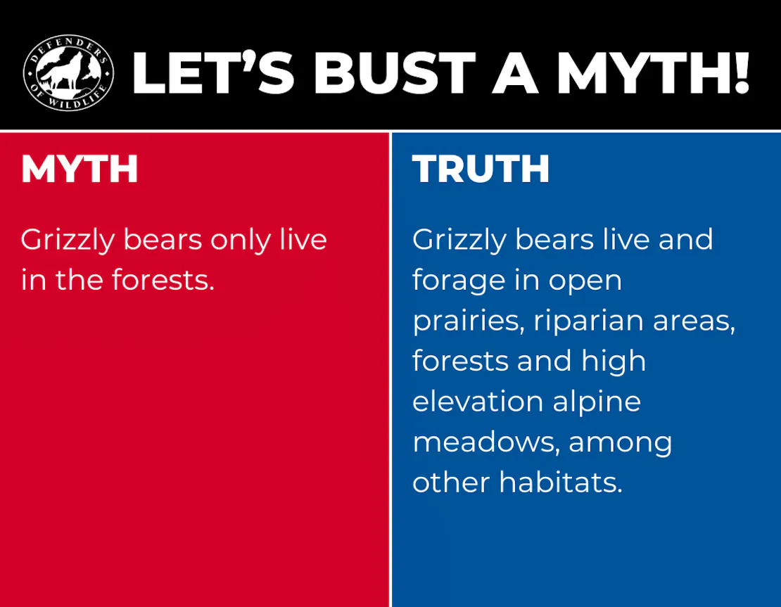 Graphic with "Let's Bust a Myth!" on top. The left half is red and reads "MYTH Grizzly bears only live in forests." The right side is blue and reads "TRUTH" and explains how grizzly bears live in and use a variety of habitats.