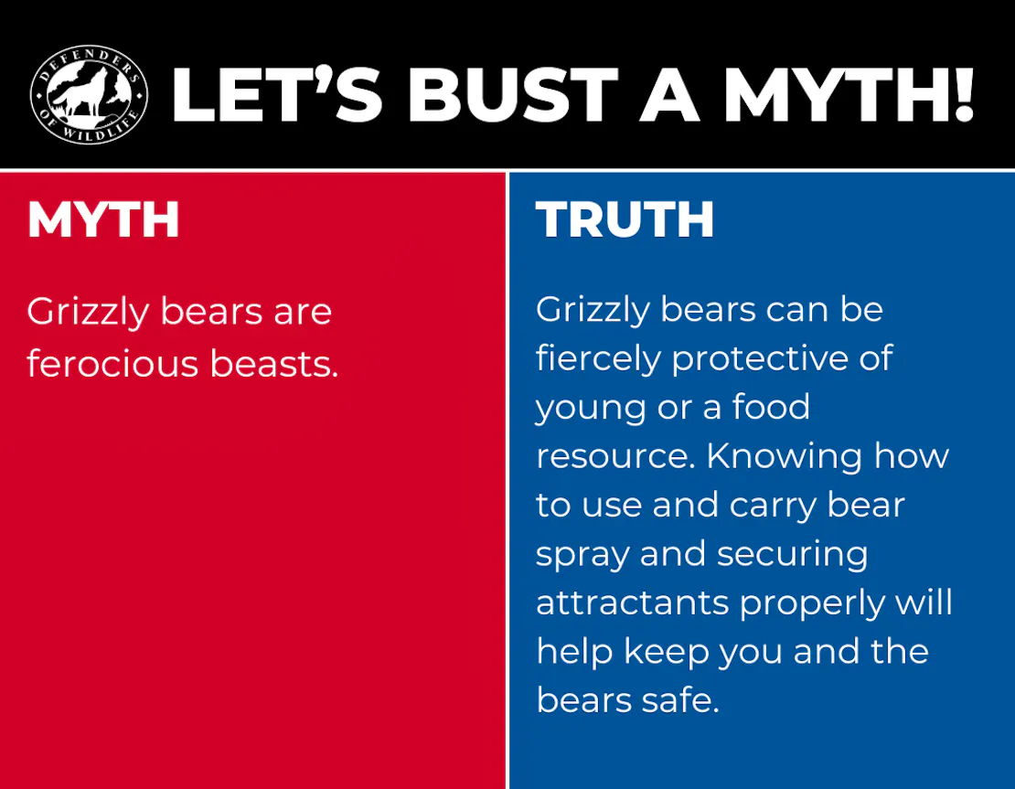 Graphic with "Let's Bust a Myth!" on top. The left half is red and reads "MYTH Grizzly bears are ferocious beasts." The right side is blue and reads "TRUTH" and explains how grizzly bears are protective of cubs and food, and practicing safe recreation habitats can protect you.