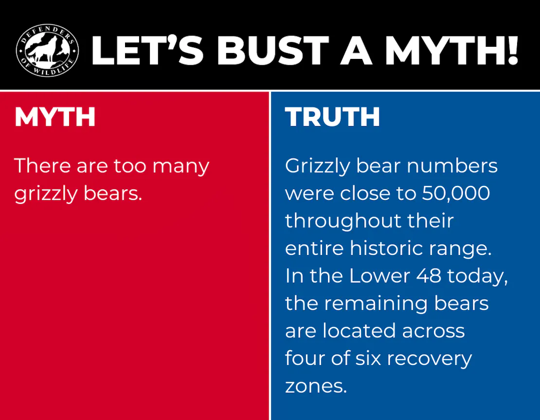 Graphic with "Let's Bust a Myth!" on top. The left half is red and reads "MYTH There are too many grizzly bears." The right side is blue and reads "TRUTH" and explains how grizzly bears are actually no where near their historic numbers.