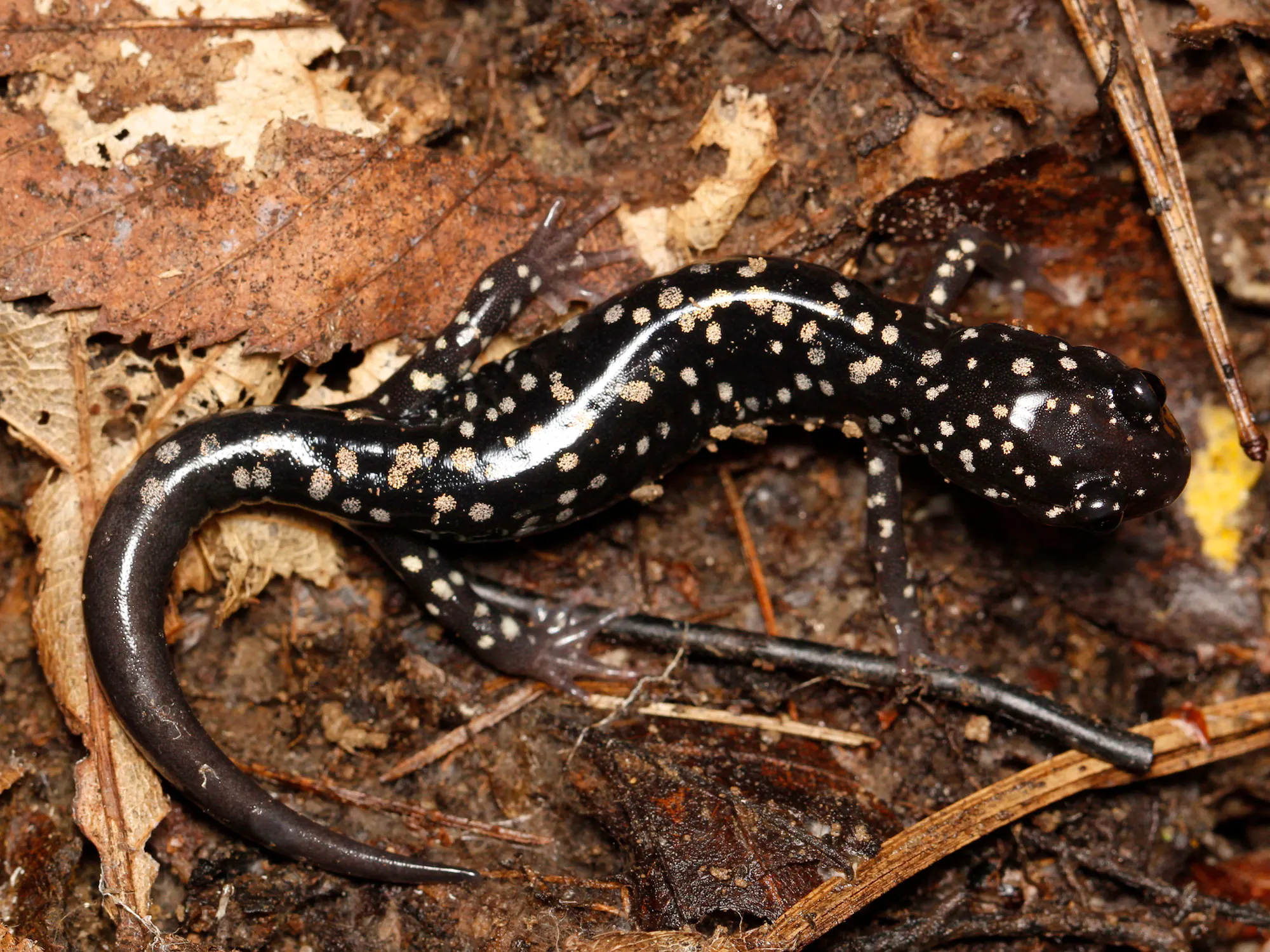 A slimy salamander on leaves. It is black with yellow spots all over.