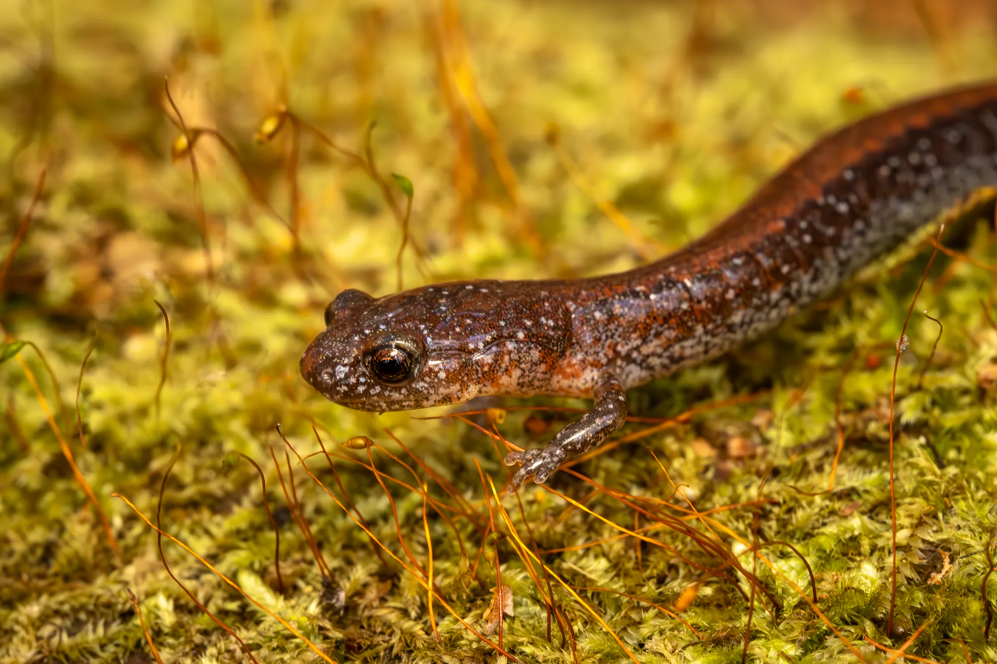 A southern red-backed salamander on the golden-green mossy ground.