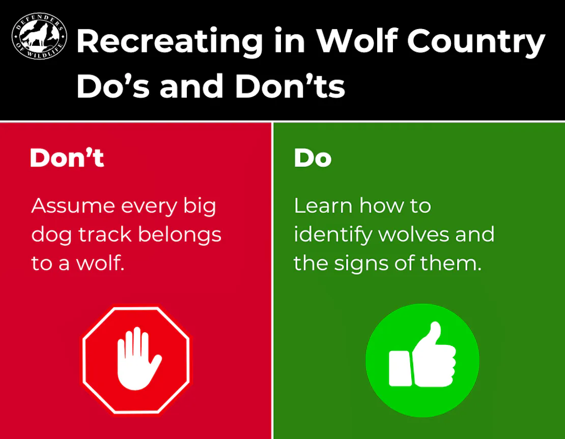 Graphic sharing a Do and Don't for Recreating in Wolf Country. Don't assume every big dog track belongs to a wolf. Do learn how to identify wolves!