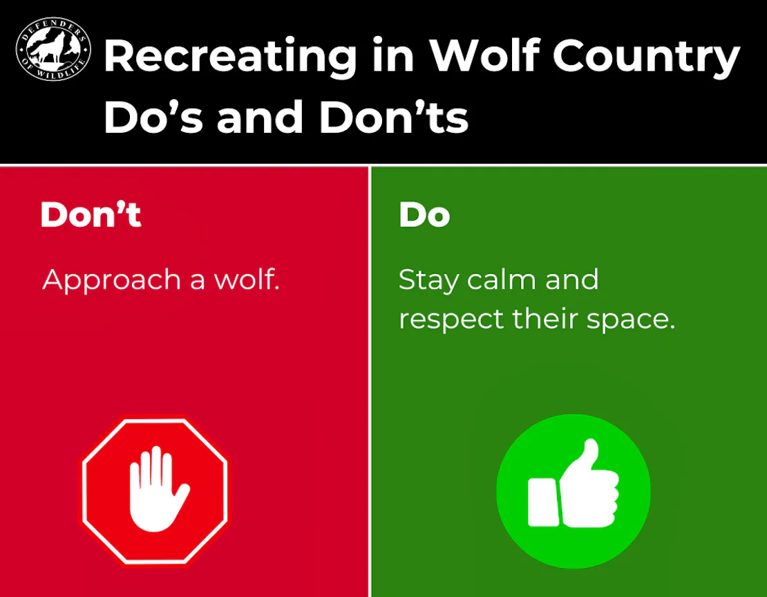 Graphic sharing a Do and Don't for Recreating in Wolf Country. Don't approach a wolf. Do give all wildlife space!