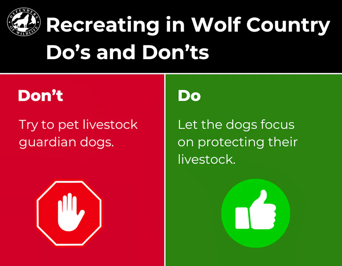 Graphic sharing a Do and Don't for Recreating in Wolf Country. Don't pet livestock guardian dogs. Do leave them to protect their livestock!