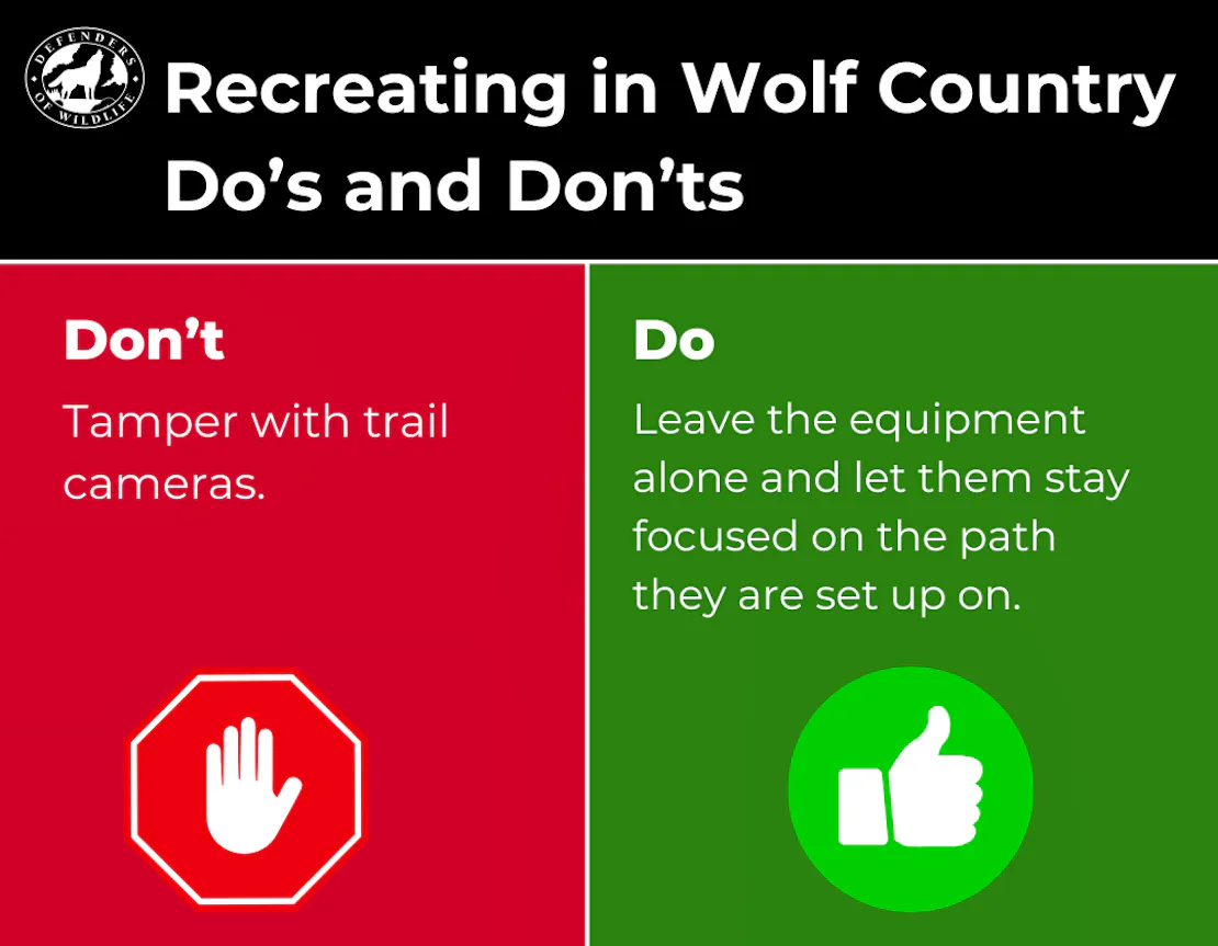 Graphic sharing a Do and Don't for Recreating in Wolf Country. Don't tamper with trail cameras. Do leave them focused on the path they were set on.