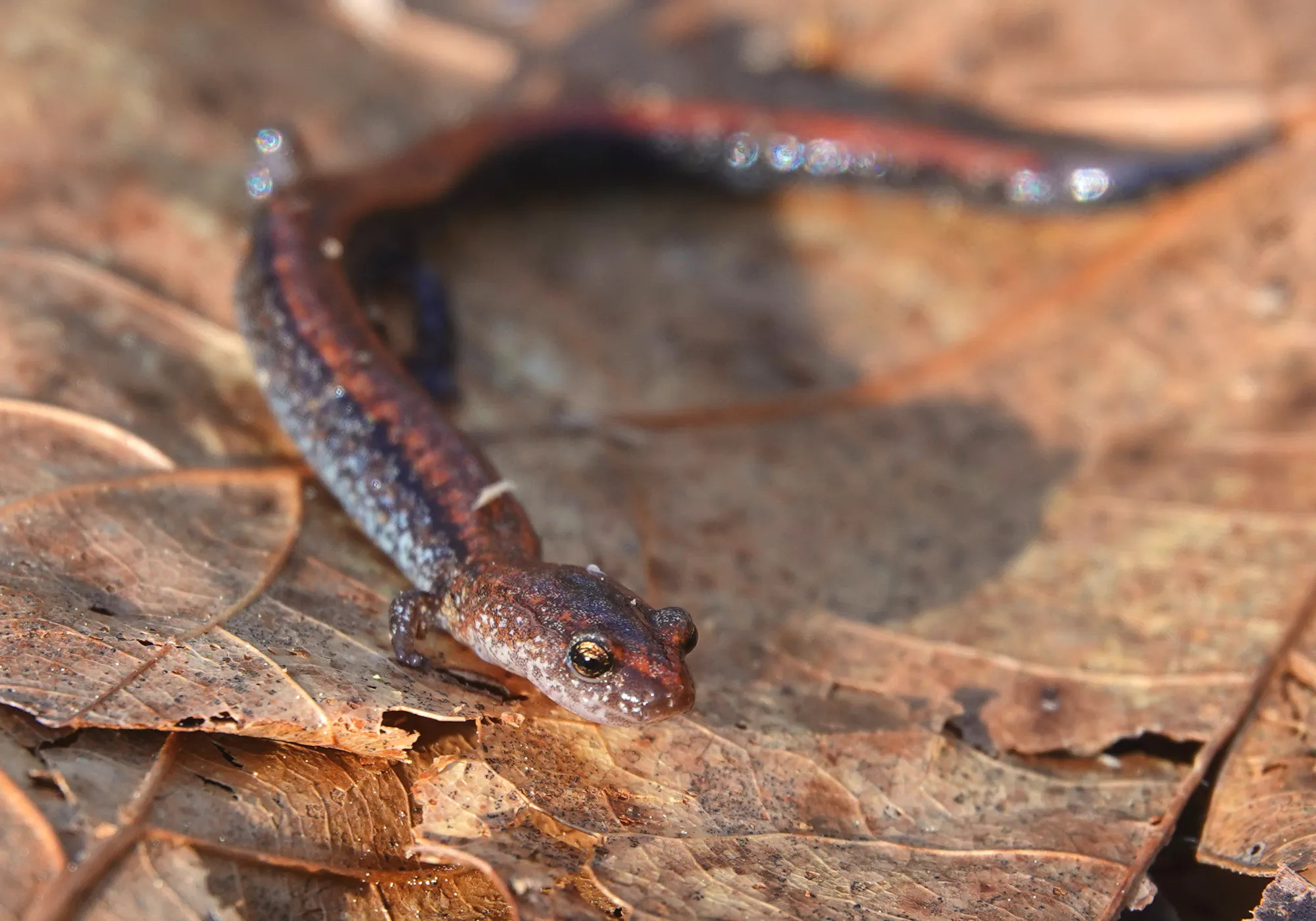 An eastern red-backed salamander on a brown leaf.