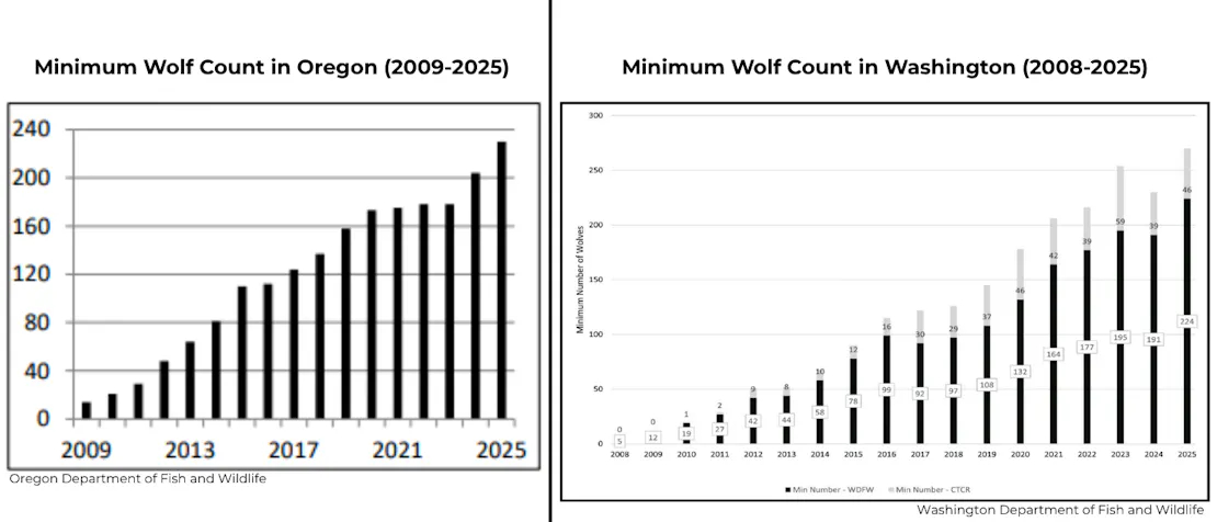Two bar graphs showing the minimum wolf counts in Oregon (2009-2025) and Washington (2008-2025) side by side.